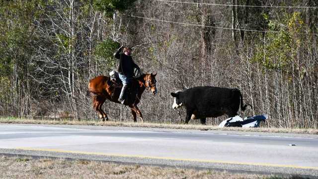 South Carolina: Cattle trailer crash on I - Vimarsana News