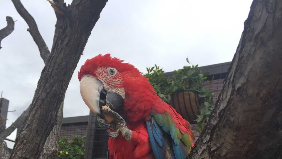 Escape ends for macaw; bird safely returned to zoo