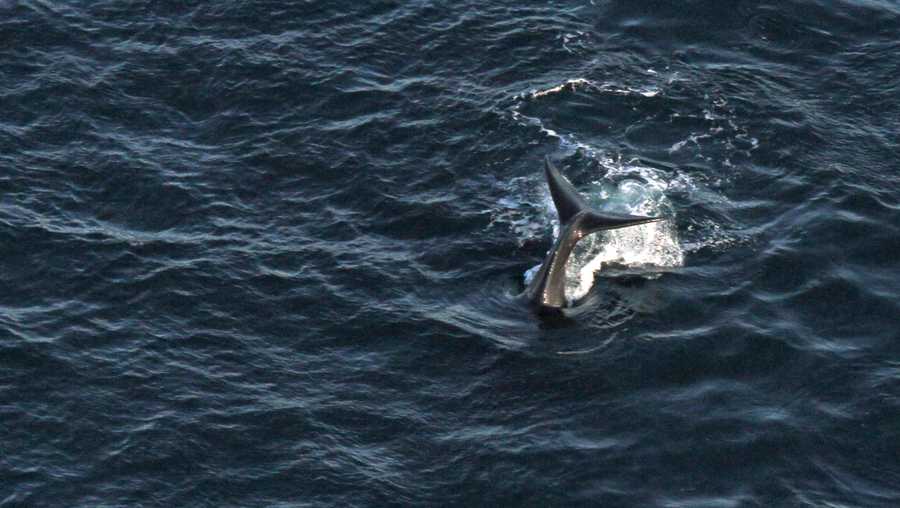 Rare baby right whales 