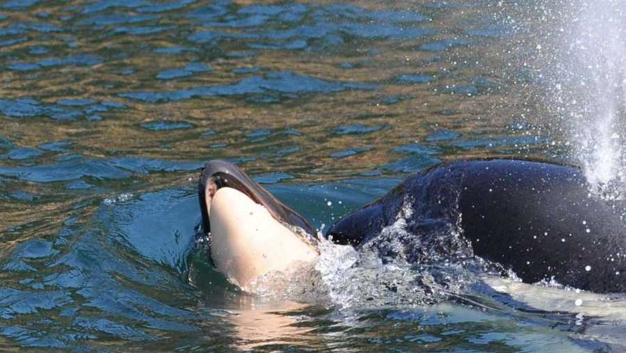 A grieving mother orca is spotted pushing her dead calf Wednesday.