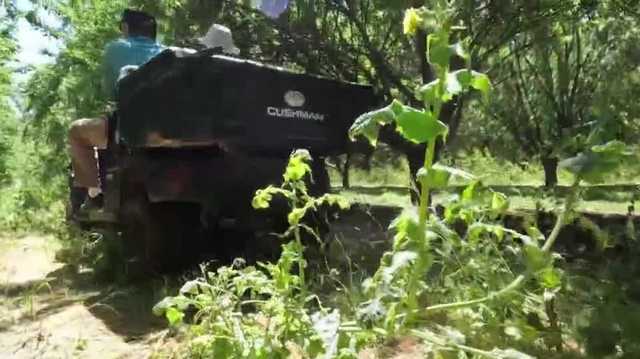 Almond grower in Ceres tests the benefits of cover crops - Vimarsana News