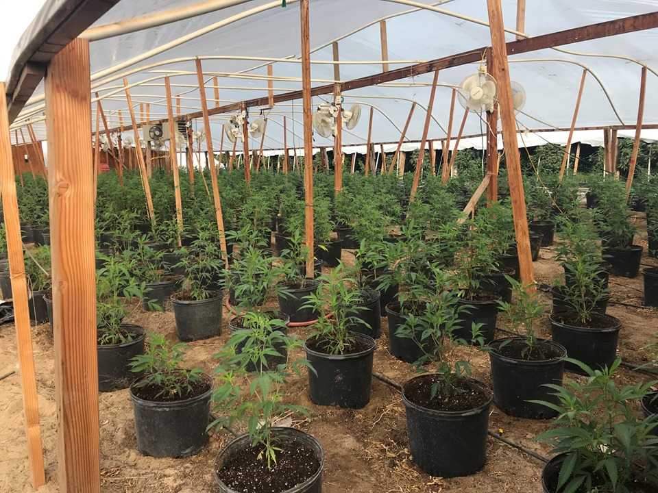 12 Detained In Illegal Marijuana Grow Raid In Stanislaus County