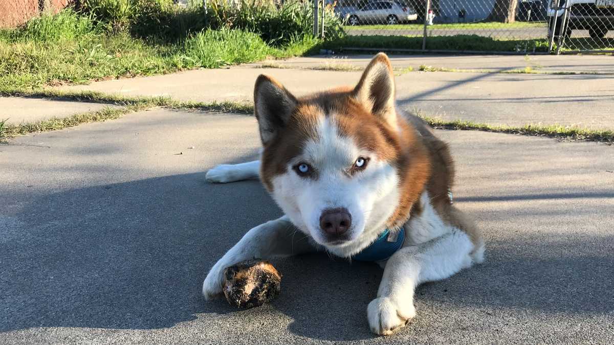 MISSING PET: Jasmine, 13 year old red husky, lost in Shelbyville area.  Usually friendly, but half-blind so she may be skittish. : r/Louisville