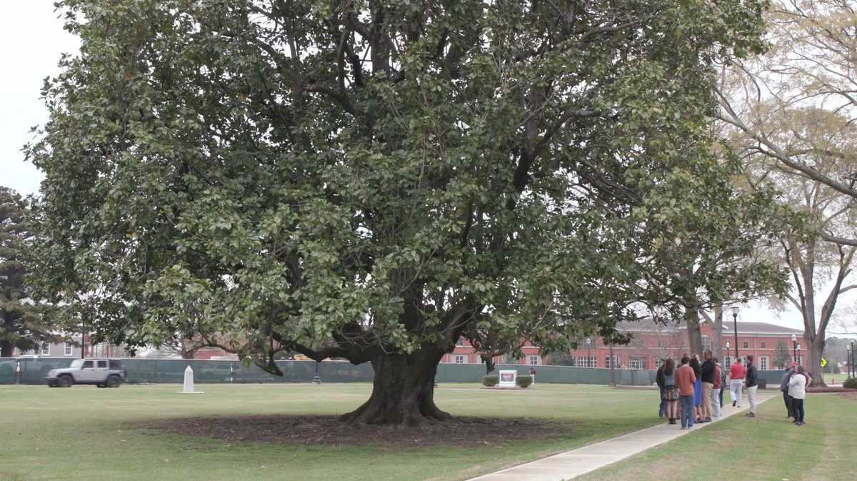 Large Southern Magnolia Tree In Running For Alabama Champion Tree