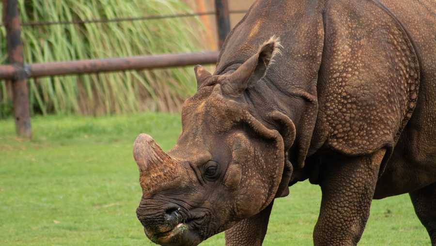 Oklahoma City Zoo announces death of 33-year-old rhino