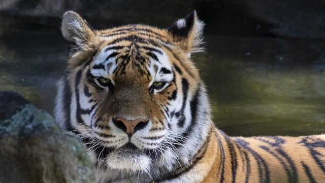 Racine Zoo welcomes new Amur tiger - Vimarsana News