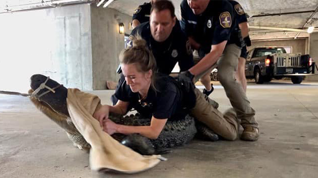 South Carolina police wrangle alligator found in parking garage - Vimarsana News