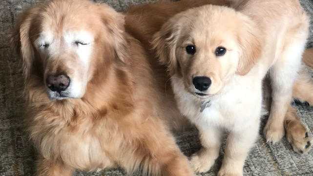 Golden Retriever Gets His Own 'Seeing-Eye' Puppy