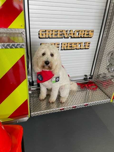 ﻿charlie, therapy dog at greenacres fire rescue