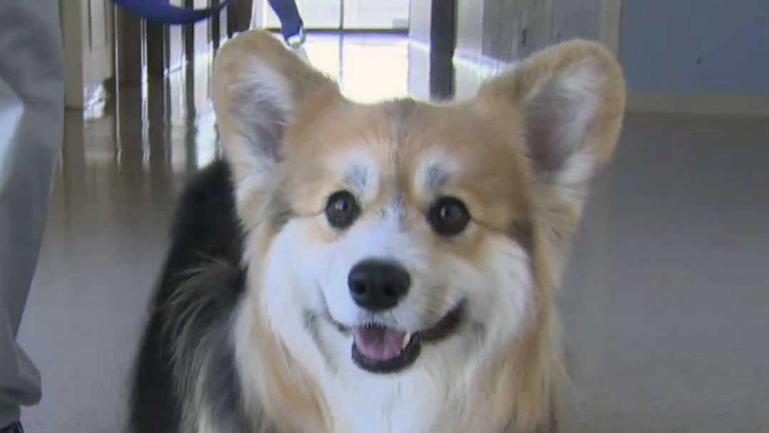 Salem Hospital therapy dog 'Charlotte' is best medicine on 4 legs