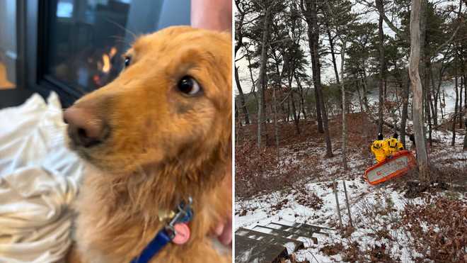 Massachusetts firefighters rescue golden retriever after fall through ice