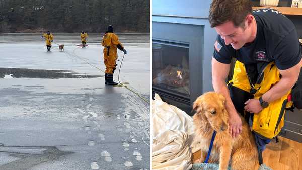 chatham firefighters rescue dog from icy pond
