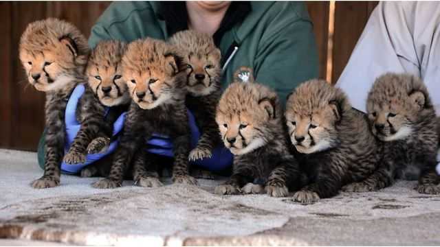 Septuplet cheetah cubs born