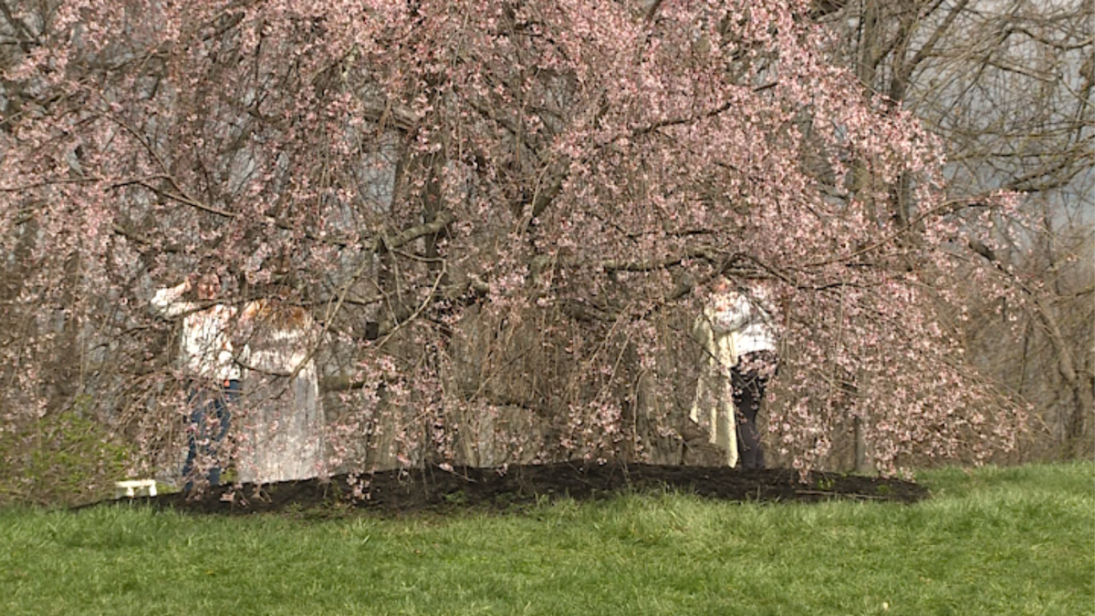 Cherry blossom tree grove at Cincinnati's Ault Park now in bloom