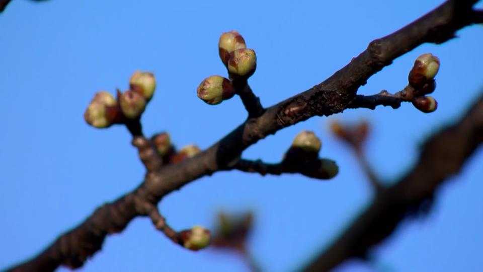 Fort McHenry's cherry blossoms set to bloom