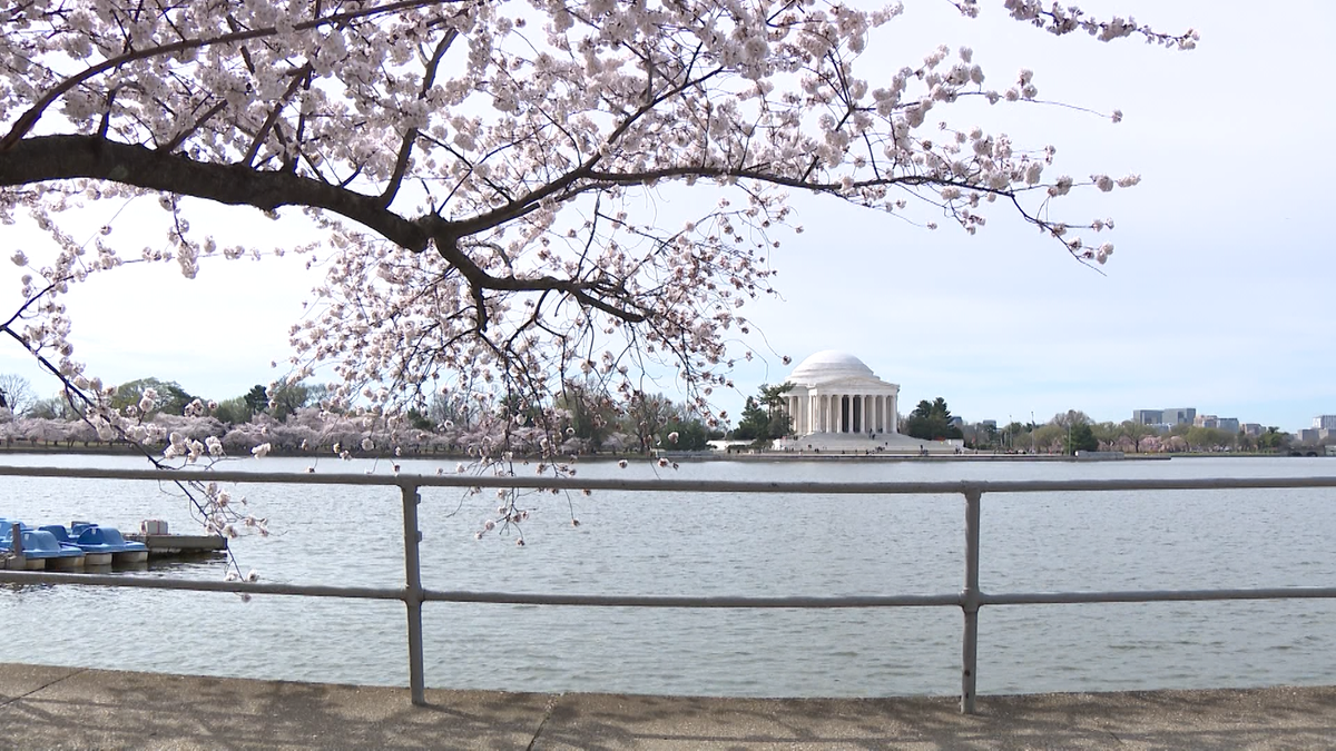 D.C. cherry blossoms achieve peak bloom days earlier than expected