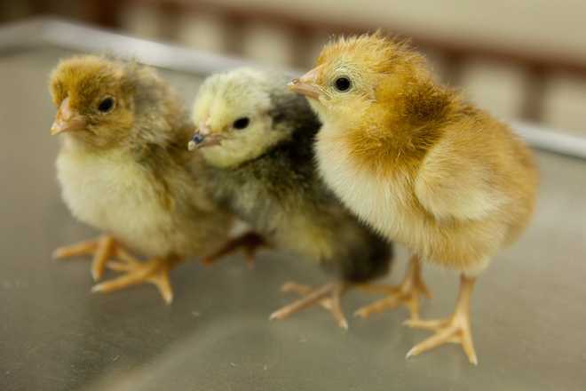 chick