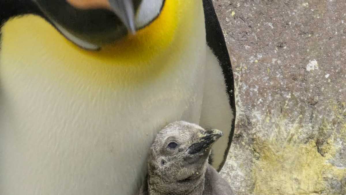 New penguin parents: Several chicks hatch at Kansas City Zoo