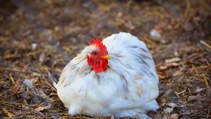 Man accused of beating neighbor's chicken to death with walking stick