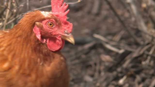 Fourth case of bird flu found by Nebraska Department of Agriculture - Vimarsana News