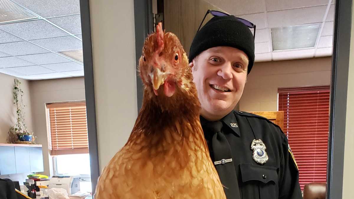 Plattsburgh police find chicken in drugstore parking lot
