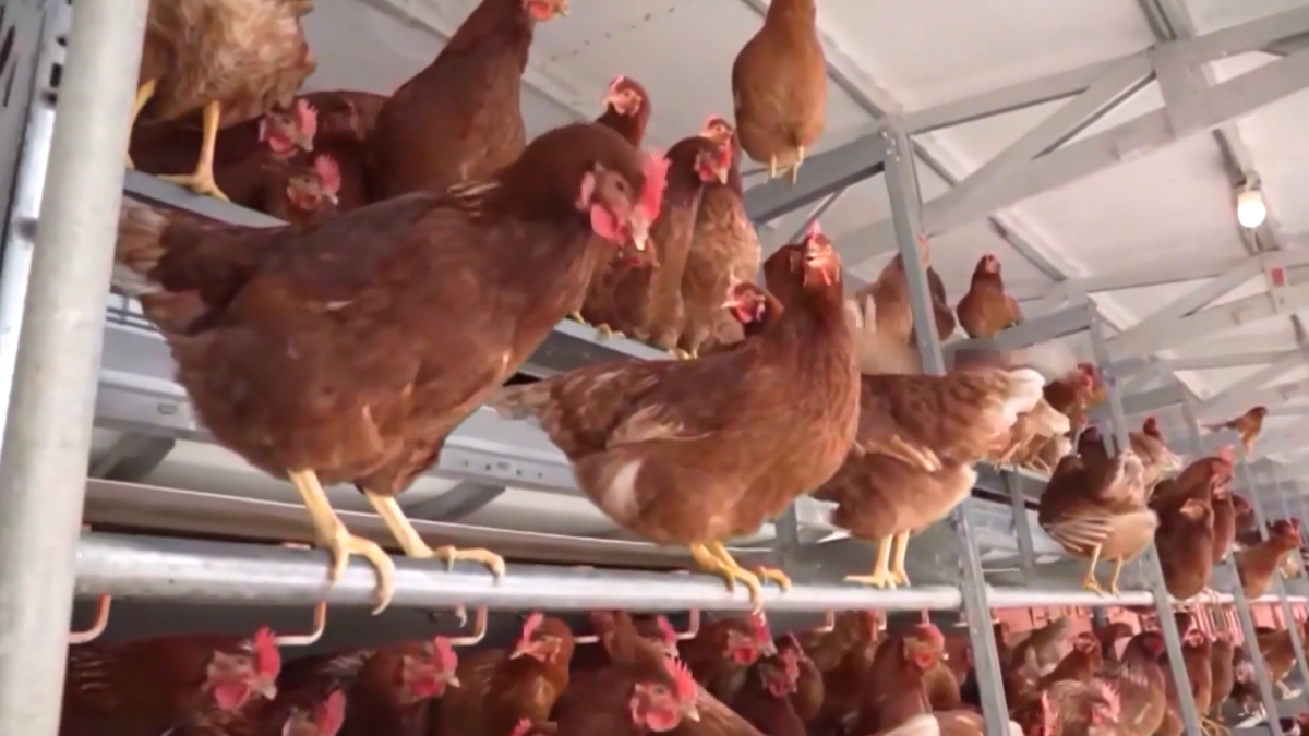 Oklahoma AG Drummond secures settlements in poultry pollution case