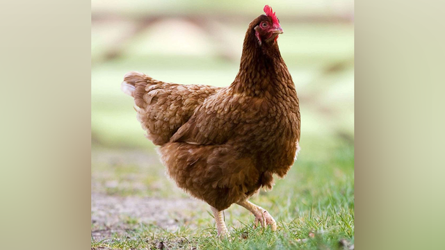 'This is going to be fantastic': South Georgia town hopes 60-foot chicken will attract tourists - Vimarsana News