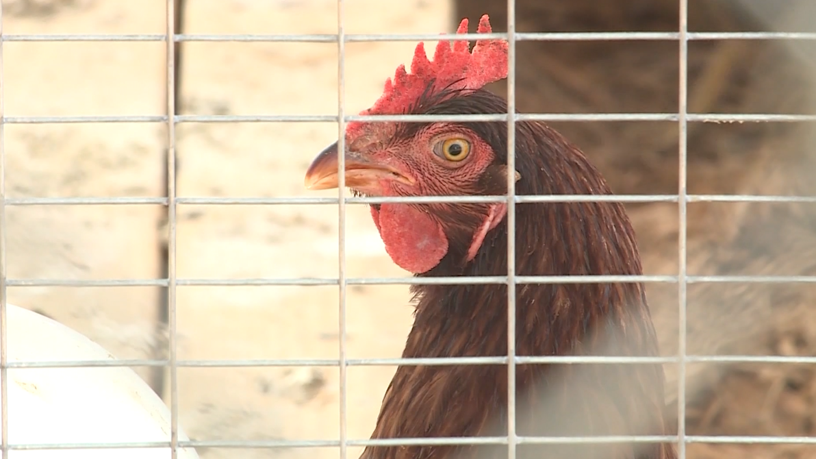 Tyson & Cargill settle with Oklahoma in poultry litter lawsuit