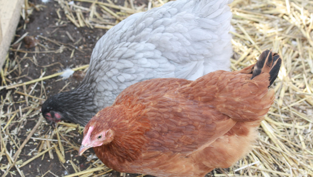 Backyard Chickens Linked To Multi State Outbreaks Of Salmonella Infections 