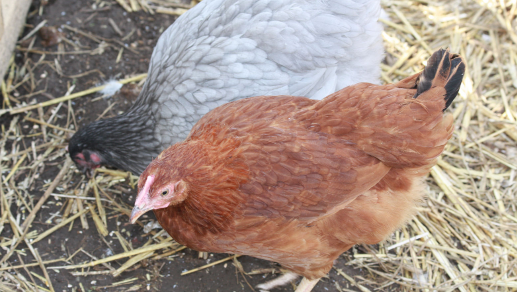 Backyard chickens linked to multi-state outbreaks of ...