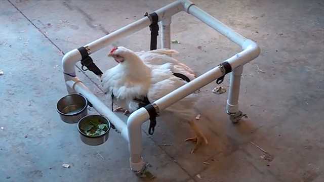 Aw! Rescued chicken gets wheelchair