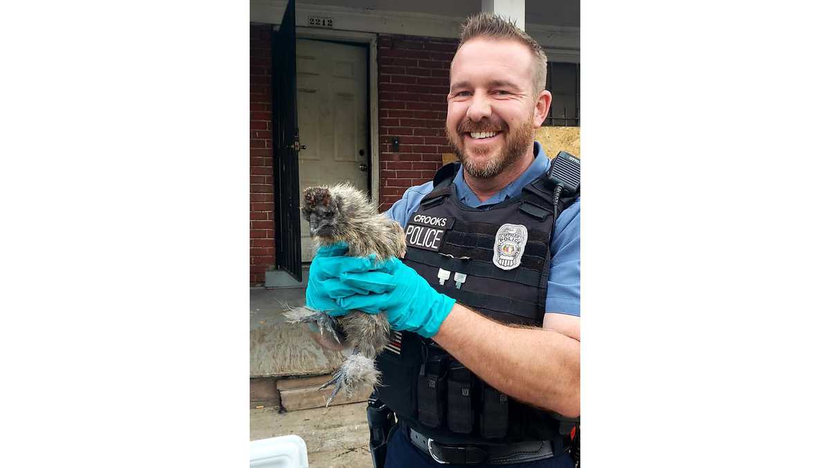 KCPD finds chicken in vacant home after burglary arrest
