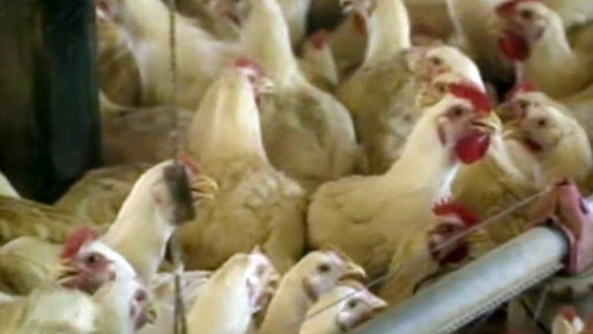 Report Eastern Shore chicken farms main cause of bay pollution