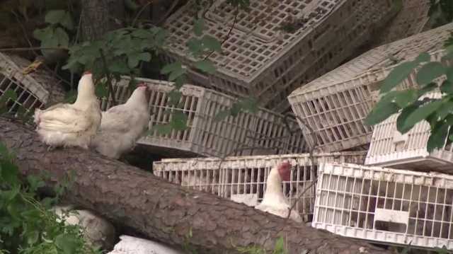 Truck carrying chickens crashes, birds walk around crash - Vimarsana News