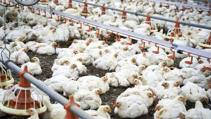 Highly pathogenic avian flu detected at Alabama chicken farm
