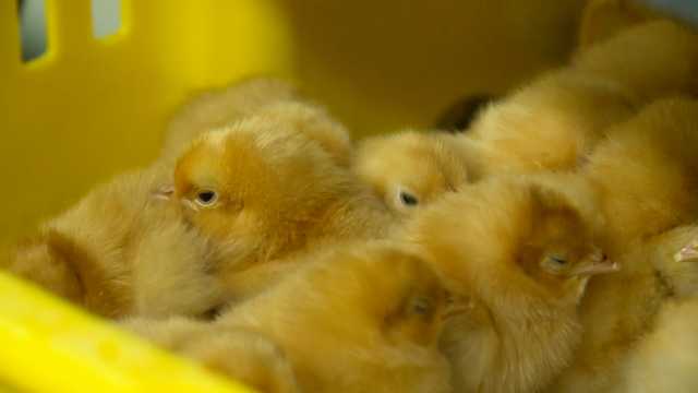 More Iowans are buying pet chickens amid high egg prices - Vimarsana News