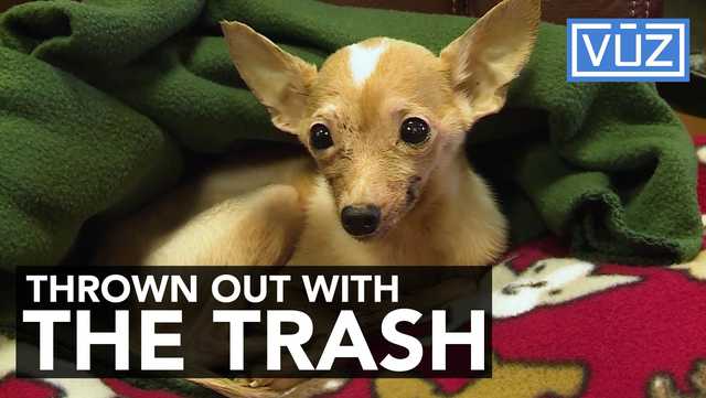 Chihuahua rescued
