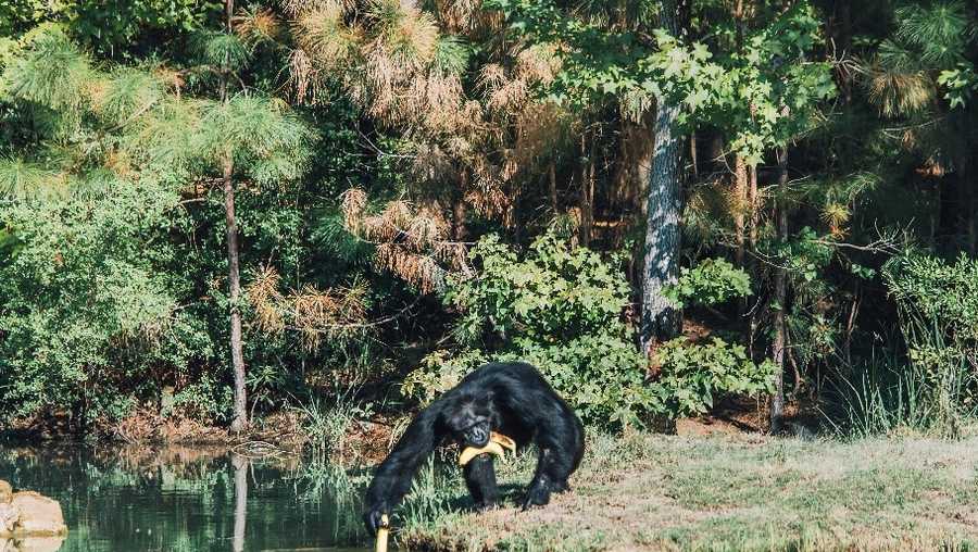 Louisiana sanctuary for retired, federally owned chimps to open to ...