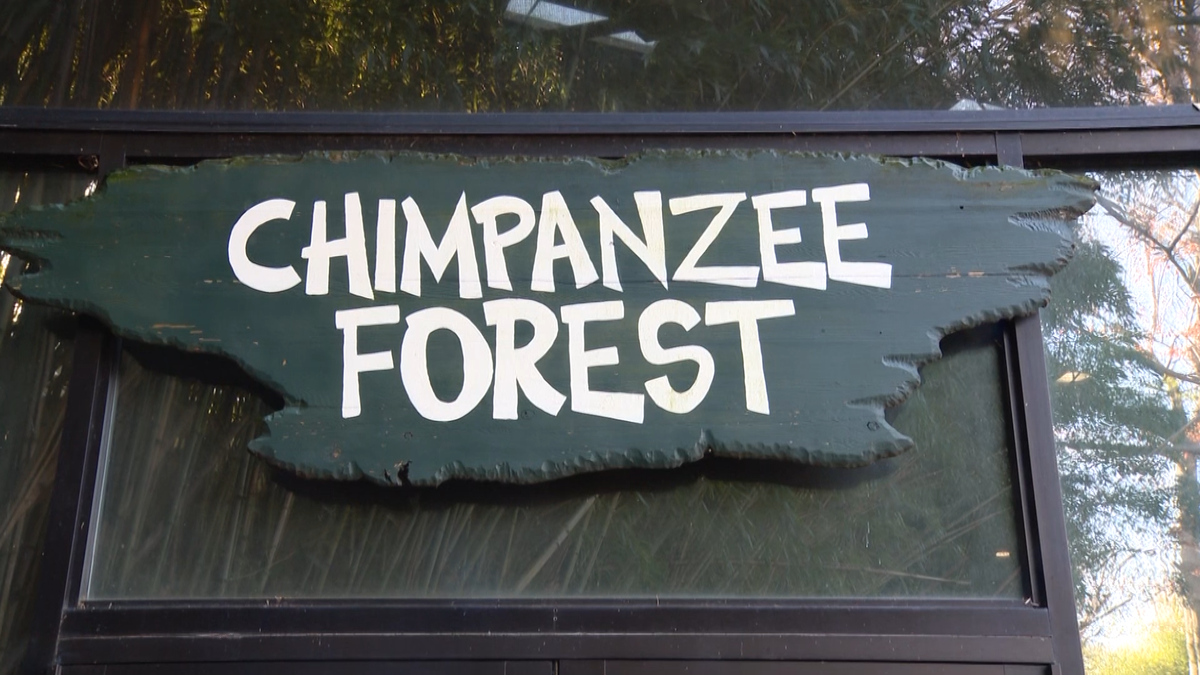 Zoo to welcome motherly chimp to 'Chimpanzee Forest'