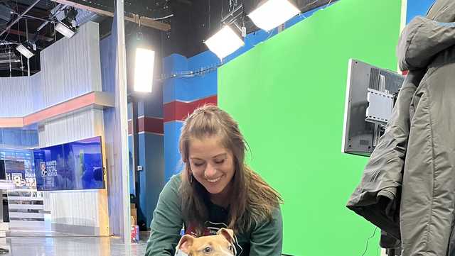 Several puppies from down south are looking for homes in Maine - Vimarsana News