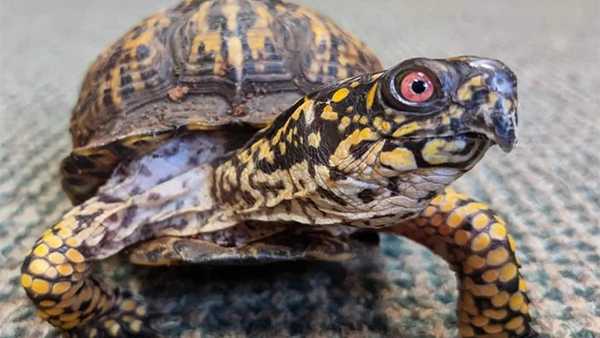 Louisville Nature Center says two of its turtles were stolen