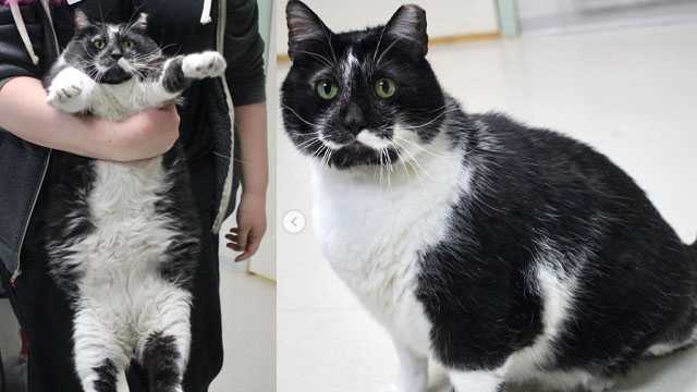 23-pound cat named Lunchbox