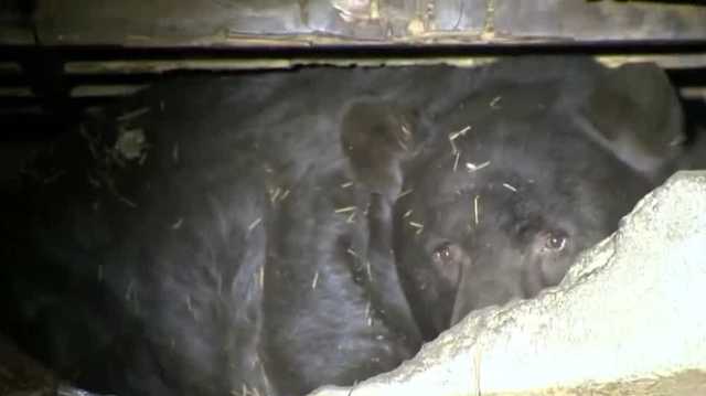 Black bears are breaking into Lake Tahoe homes for food - Vimarsana News