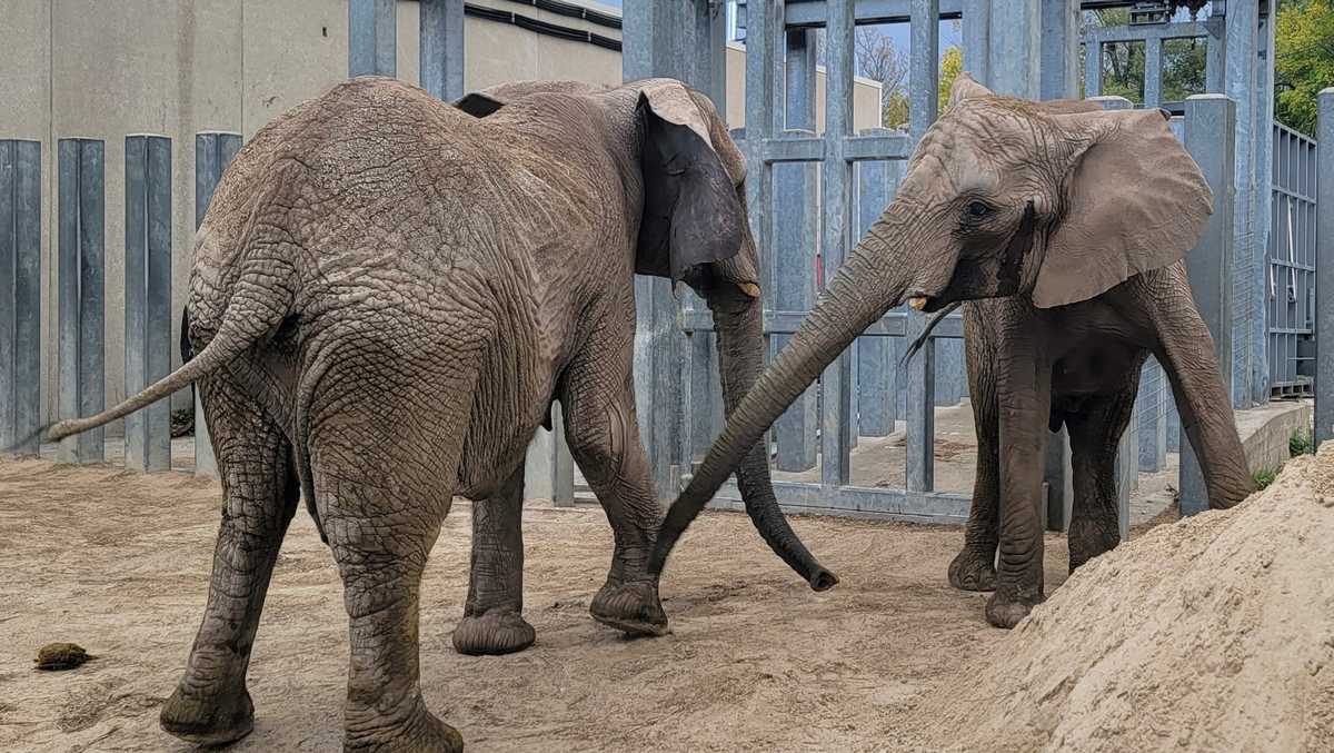 Kansas City Zoo expecting first baby elephant in 2027 - KMBC