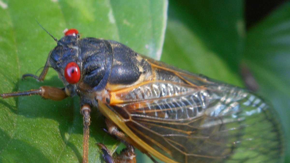 Photos: See the Brood X Cicadas emerging in Maryland