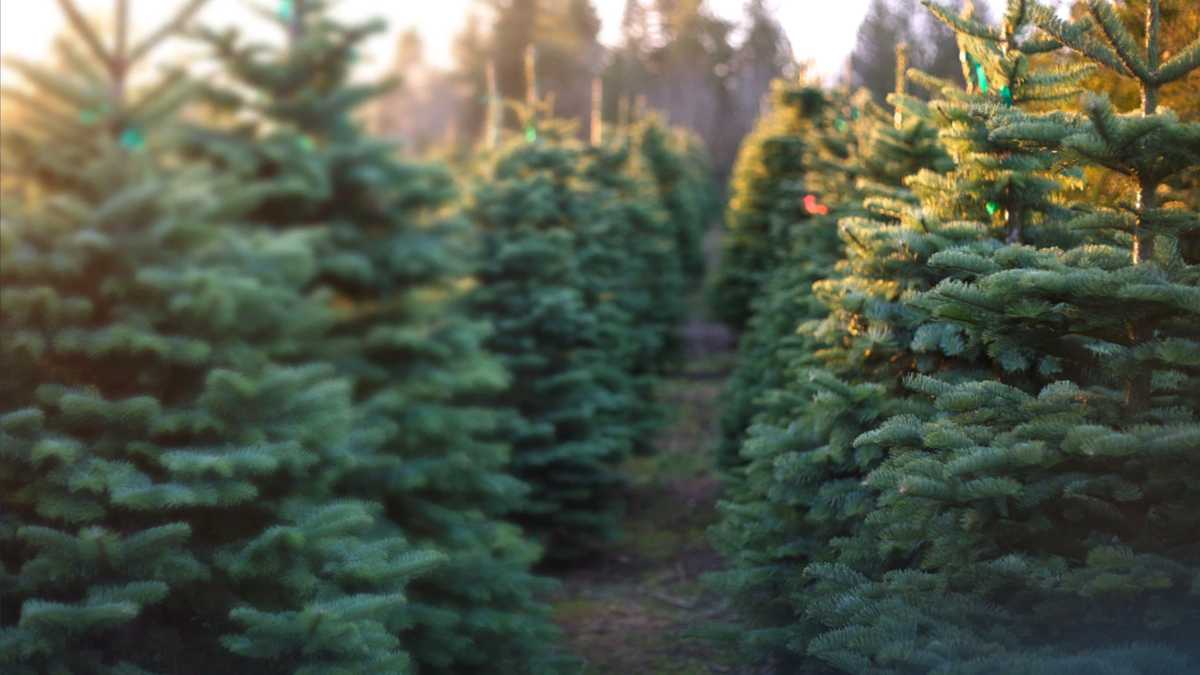 Places to get your own Christmas tree in the greater Sacramento area
