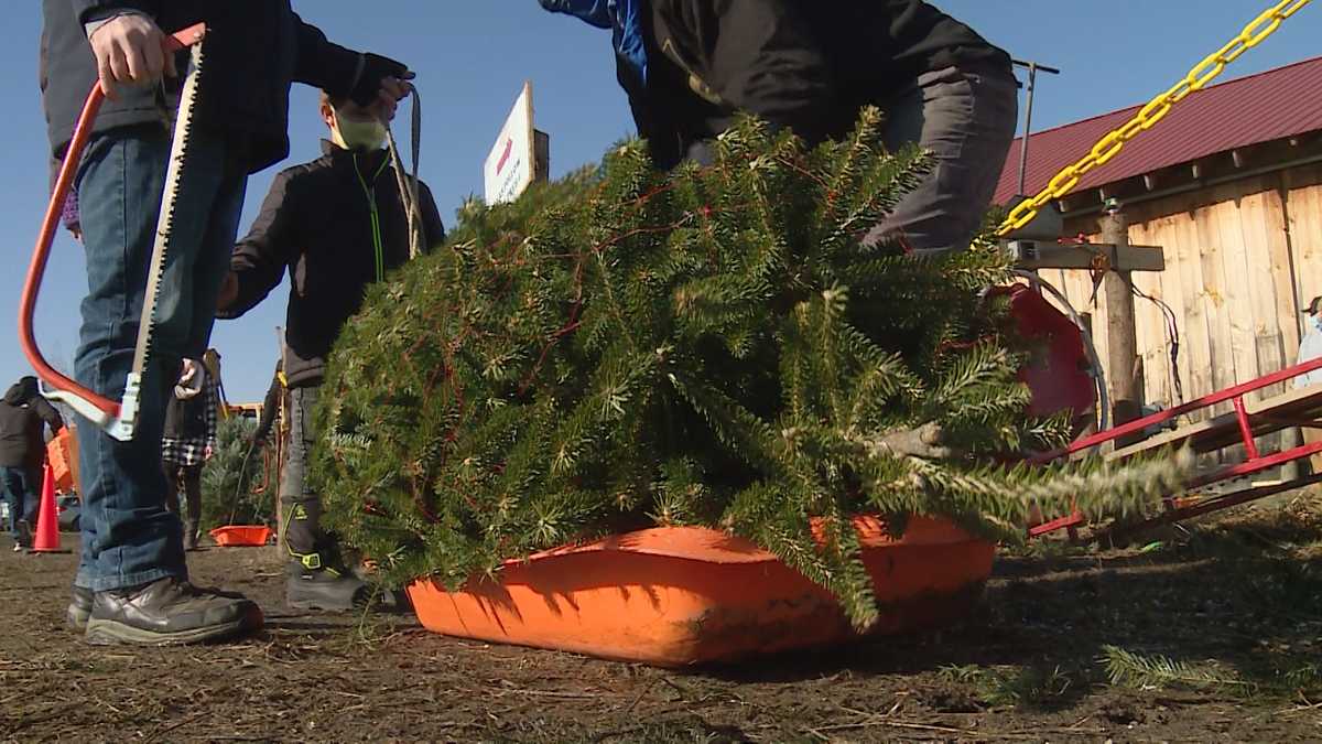 Cutting down Christmas trees in Vermont's Green Mountain National Forest