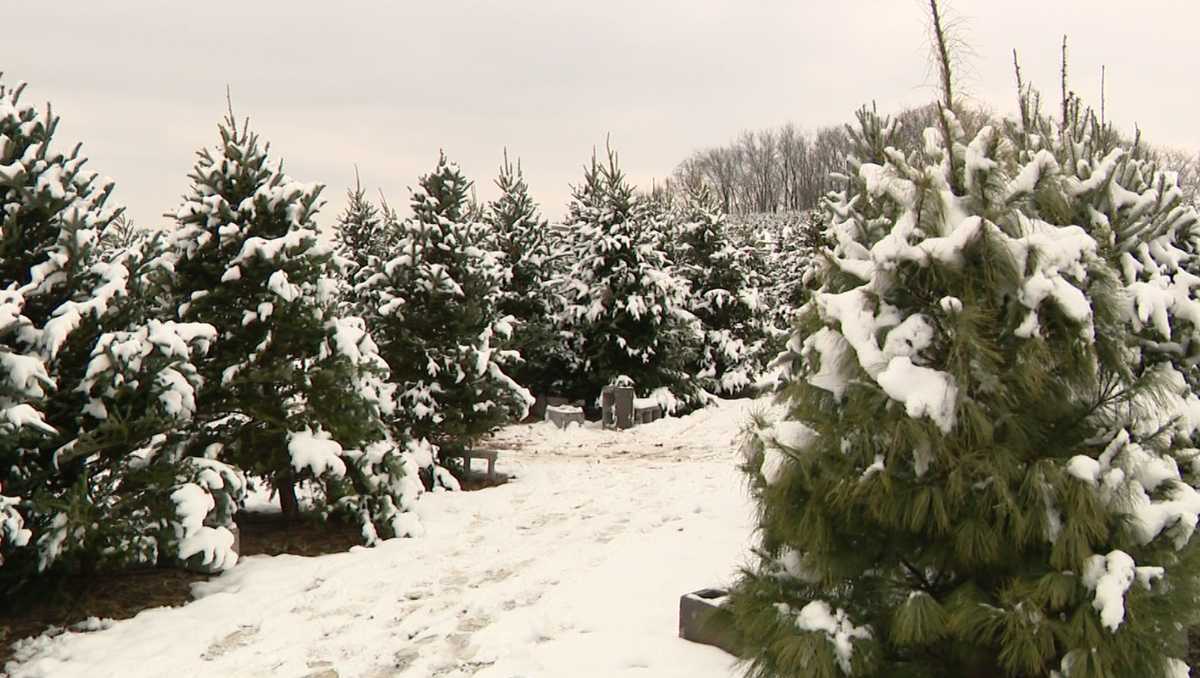 Westmoreland County tree farm speaks on season for fresh Christmas trees