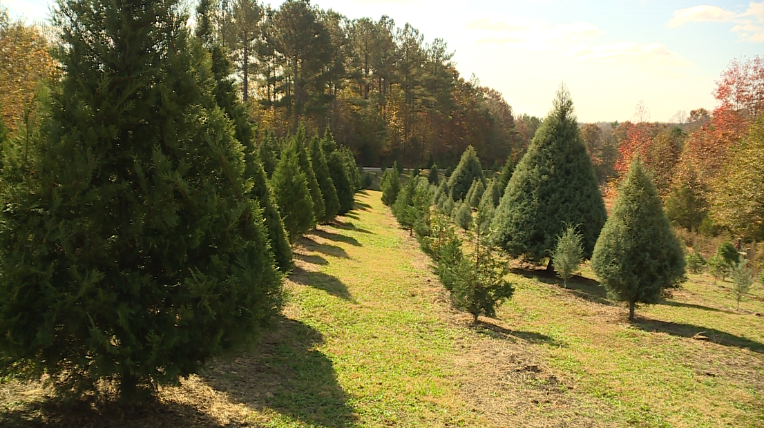 Christmas tree farms in Greenville, South Carolina and surrounding areas