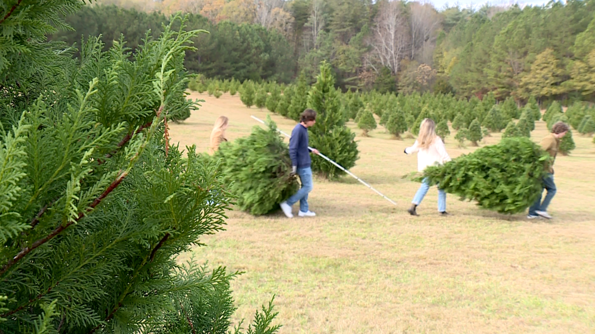 Christmas tree farms open their gates to Thanksgiving crowds
